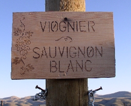 Sauvignon Blanc